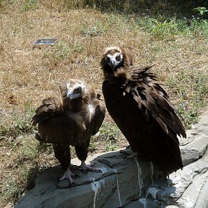 Cinereous Vultures