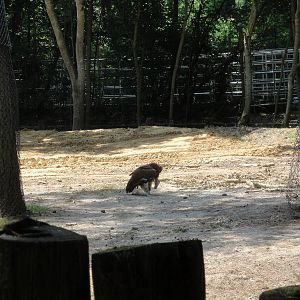 Lappet-faced Vulture