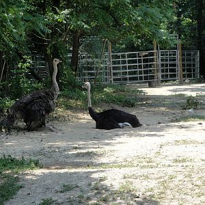 Ostriches