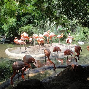 Caribbean Flamingo Exhibit