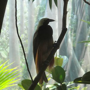 Male Raggiana Bird of Paradise