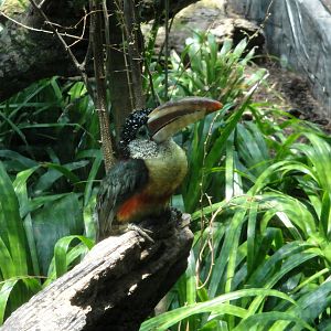 Curl-crested Aracari