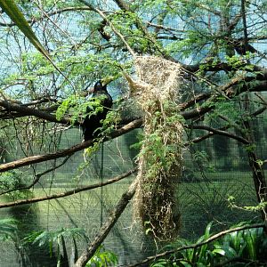 Crested Oropendola with Nest