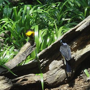 Plush-crested Jay and Troupial