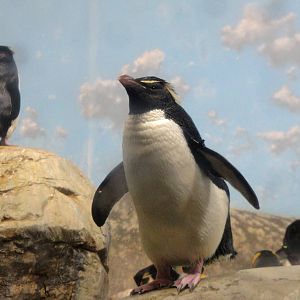 Rockhopper Penguin