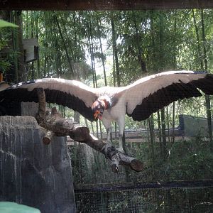 King Vultures