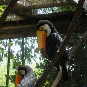 Toco Toucans
