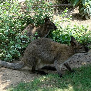 Red-necked Wallaby