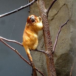 Golden Lion Tamarin