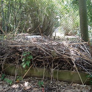 Cinereous Vulture Nest