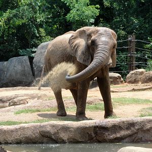 African Elephant