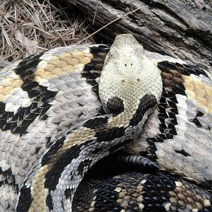 Canebrake Rattlesnake