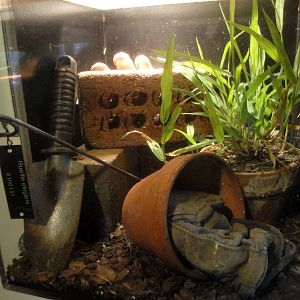 Garter Snake Exhibit