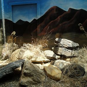 Puff Adder Exhibit