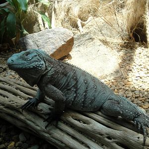 Grand Cayman Blue Iguana