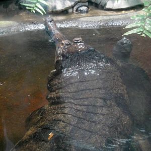 Tomistoma and Asian Turtles