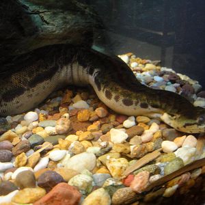 Elephant Trunk Snake