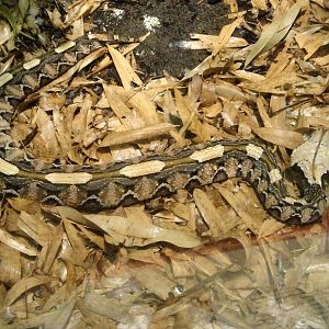 Gaboon Viper