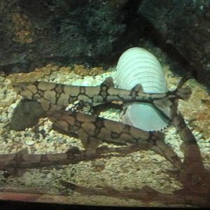 Chain Dogfish and Giant Isopod