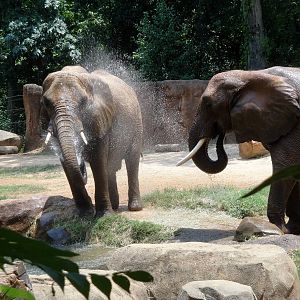 African Elephants