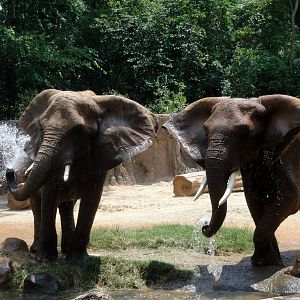 African Elephants