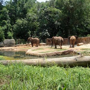African Elephant Exhibit