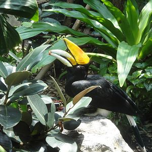 Rhinoceros Hornbill