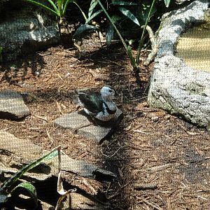 Male Cotton Pygmy Goose