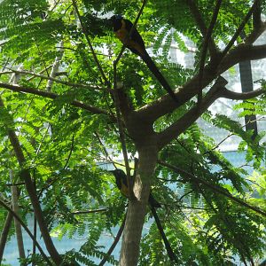 Golden-breasted Starlings
