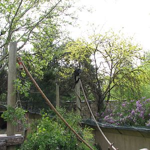 Binturong Exhibit
