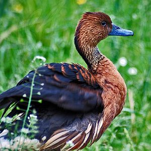 Fulvous Whistling Duck