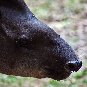 Tapir, Brazillian