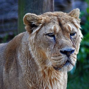 Asiatic Lion