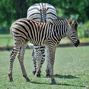 Champans Zebra