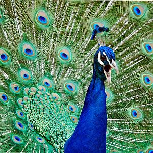 Peacock