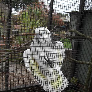 Cockatoo at The Seal Sanctuary Mablethorpe