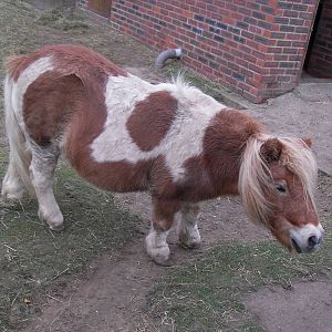 Shetland pony at The Seal Sanctuary Mablethorpe