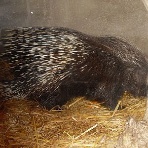Porcupine at The Seal Sanctuary Mablethorpe