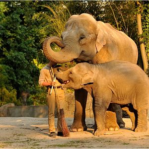 Jungle-night at Hamburg - Elephant-Show