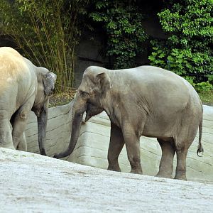 Elephants at Hamburg