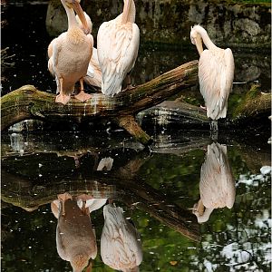 Pelicans at Hamburg