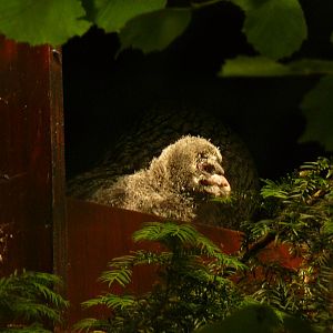 Great grey owl chick