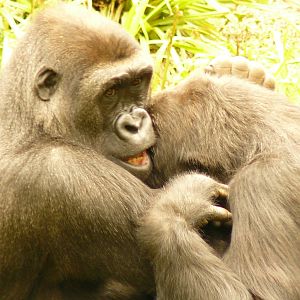 Gorilla flu[more comenly known in the human world as man flu!]