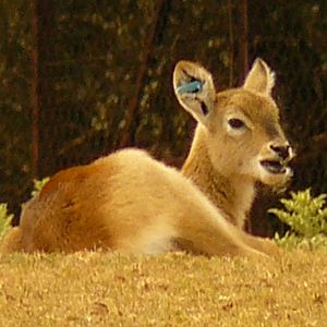 Lechwe