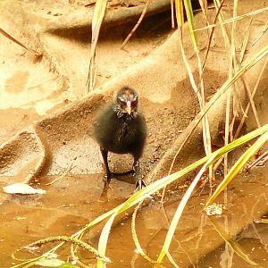 'Where is my mummy?'