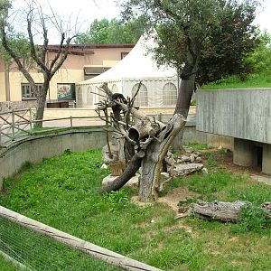 Binturong Exhibit at Madrid Zoo Aquarium, 26/05/11
