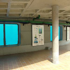 Dolphin Underwater Viewing at Madrid Zoo Aquarium, 26/05/11