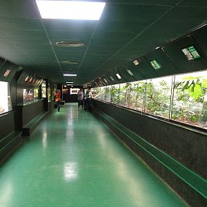 Reptile House Interior at Madrid Zoo Aquarium, 26/05/11