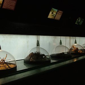 Arachnid Exhibits at Madrid Zoo Aquarium, 26/05/11