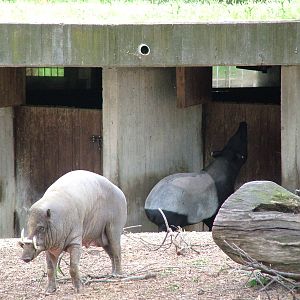 Babirusa and Malayan Tapir Exhibit at Madrid Zoo Aquarium, 26/05/11